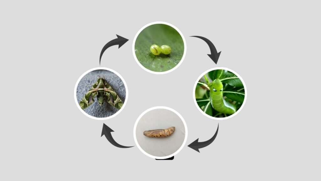 Oleander Hawk Moth Life Cycle