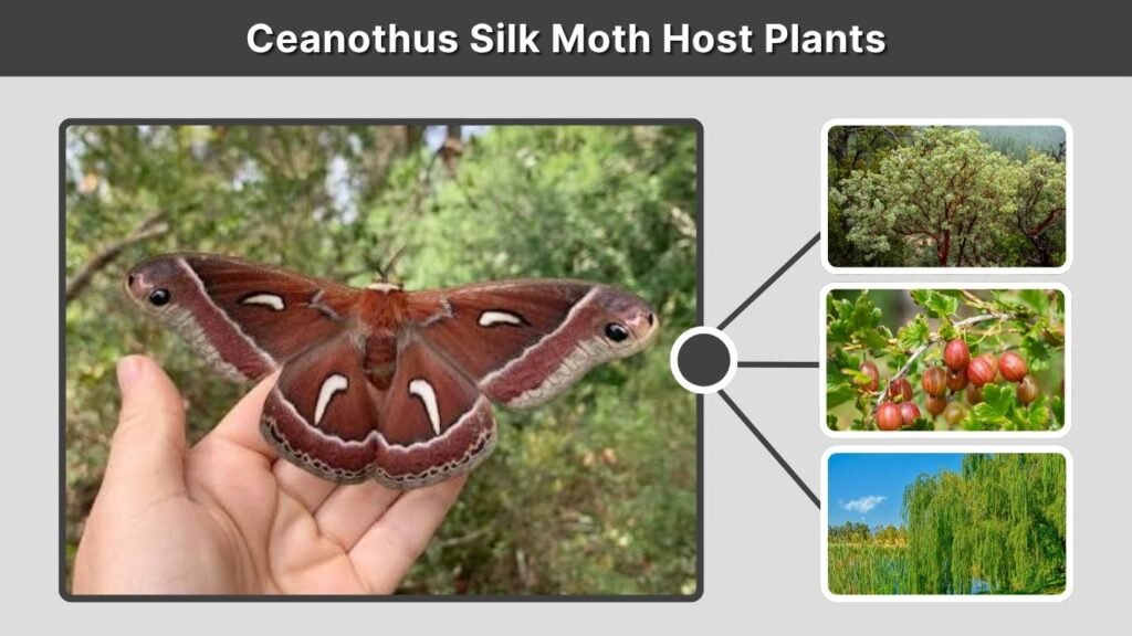 Ceanothus Silk Moth Host Plants