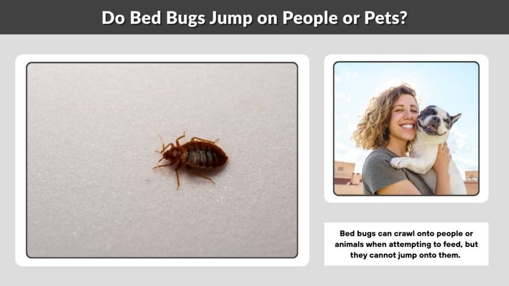 Do Bed Bugs Jump on People or Pets?