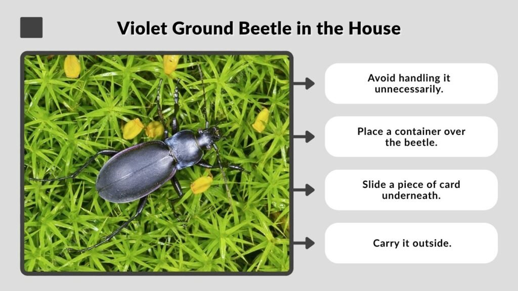 Violet Ground Beetle in the House
