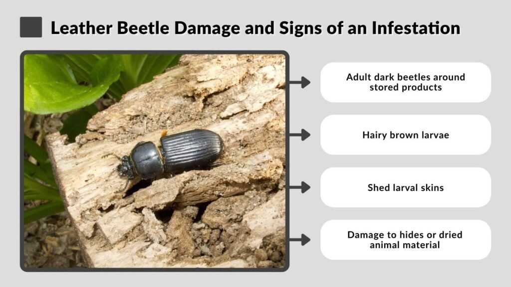 Leather Beetle Damage and Signs of an Infestation