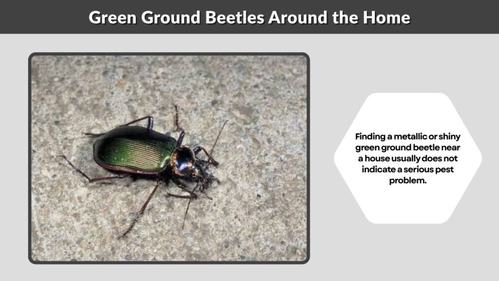 Green Ground Beetles Around the Home