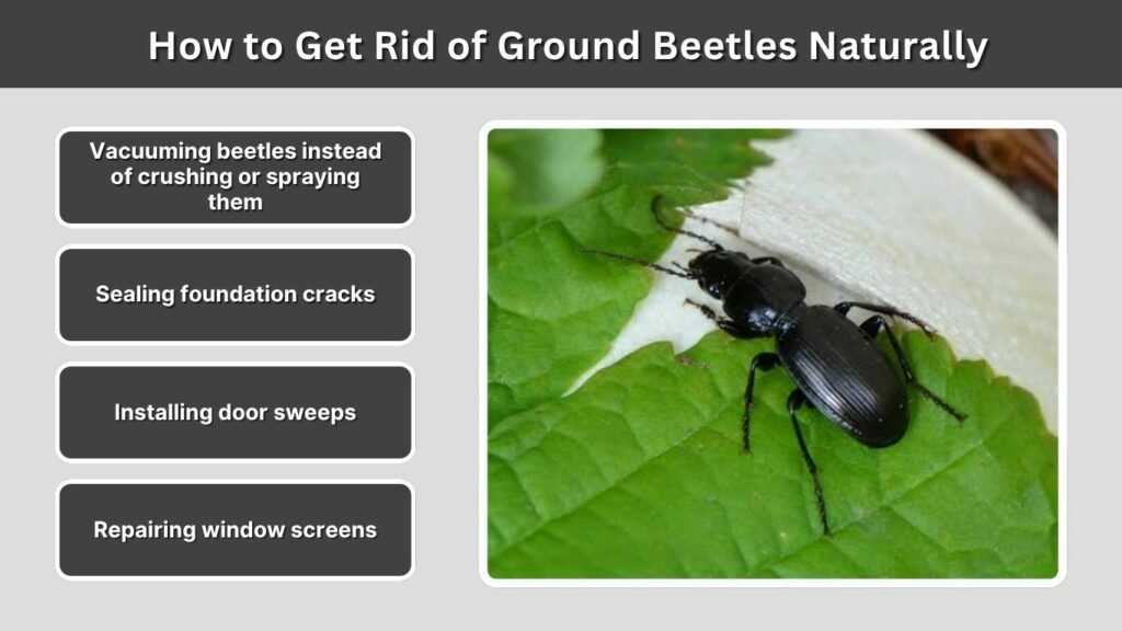 How to Get Rid of Ground Beetles Naturally