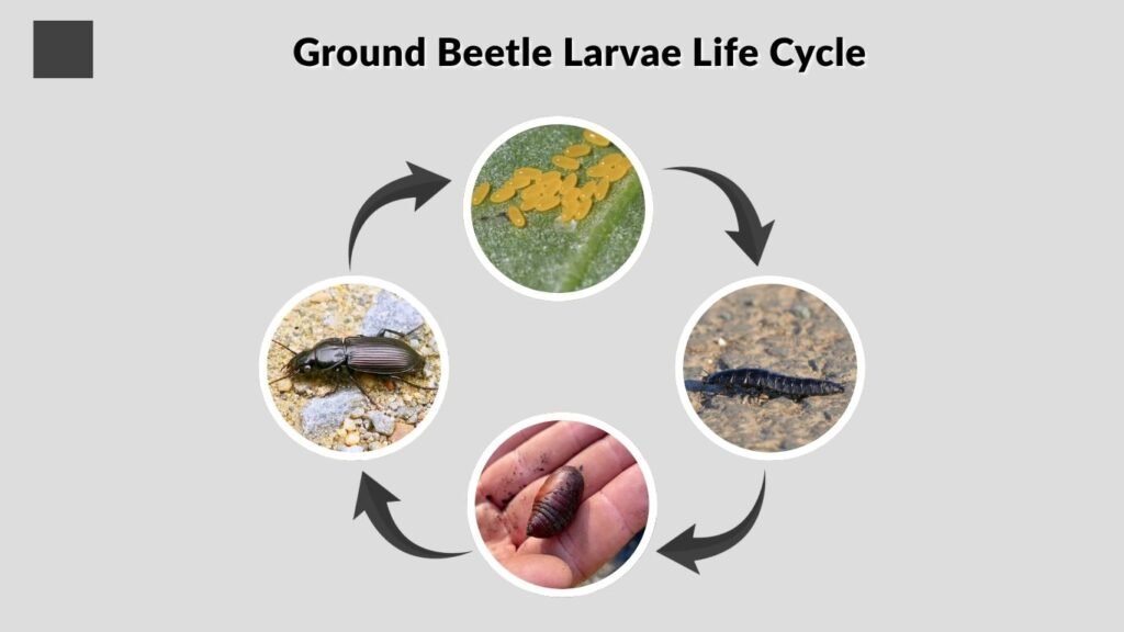 Ground Beetle Larvae Life Cycle
