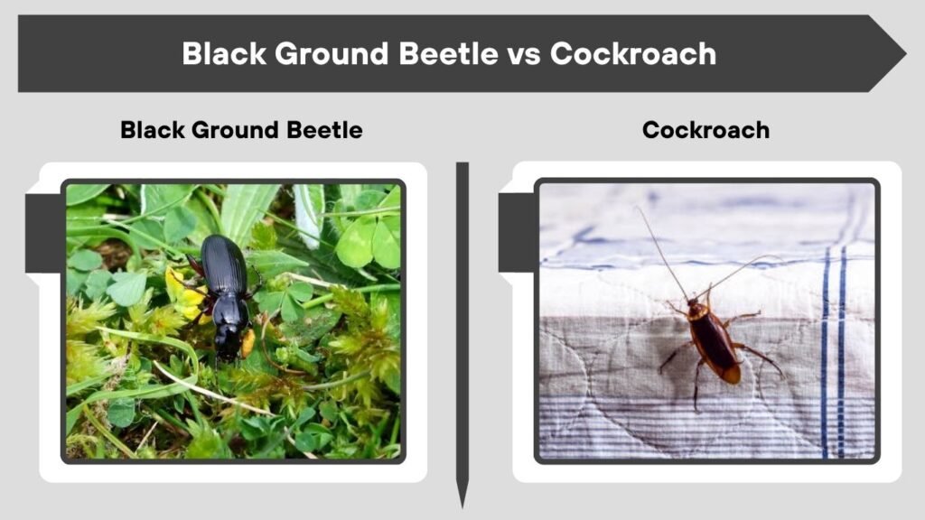 Black Ground Beetle vs Cockroach