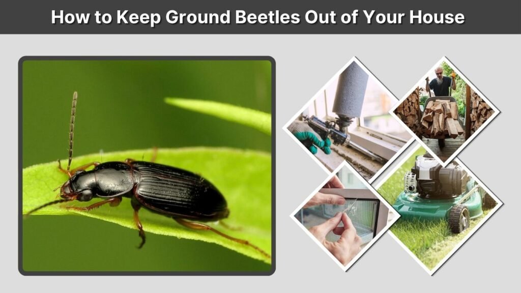 How to Keep Ground Beetles Out of Your House