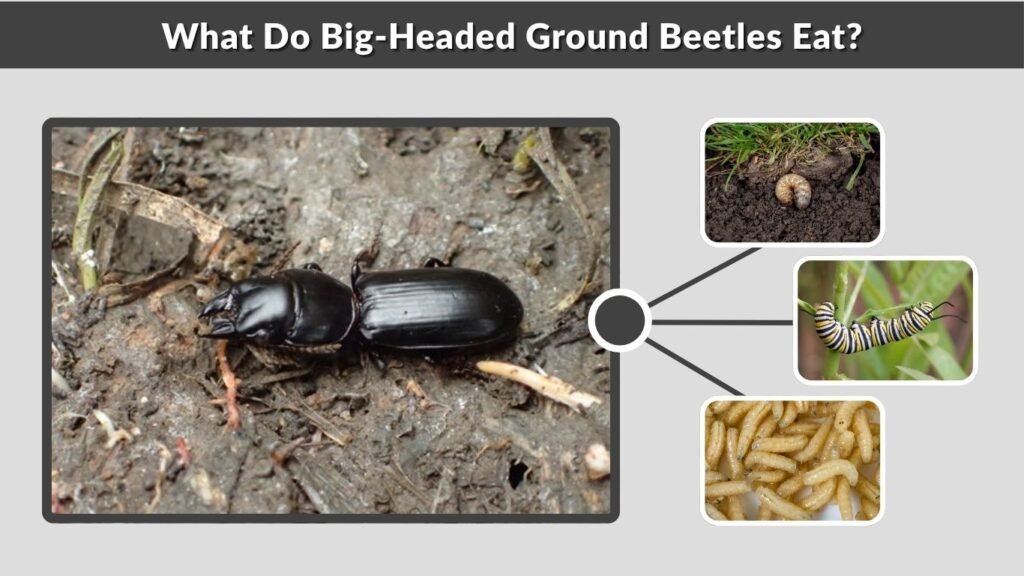 What Do Big-Headed Ground Beetles Eat?