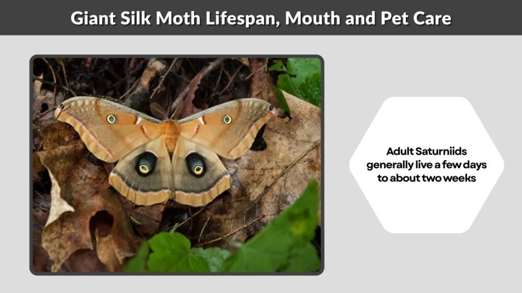 Giant Silk Moth Lifespan, Mouth and Pet Care
