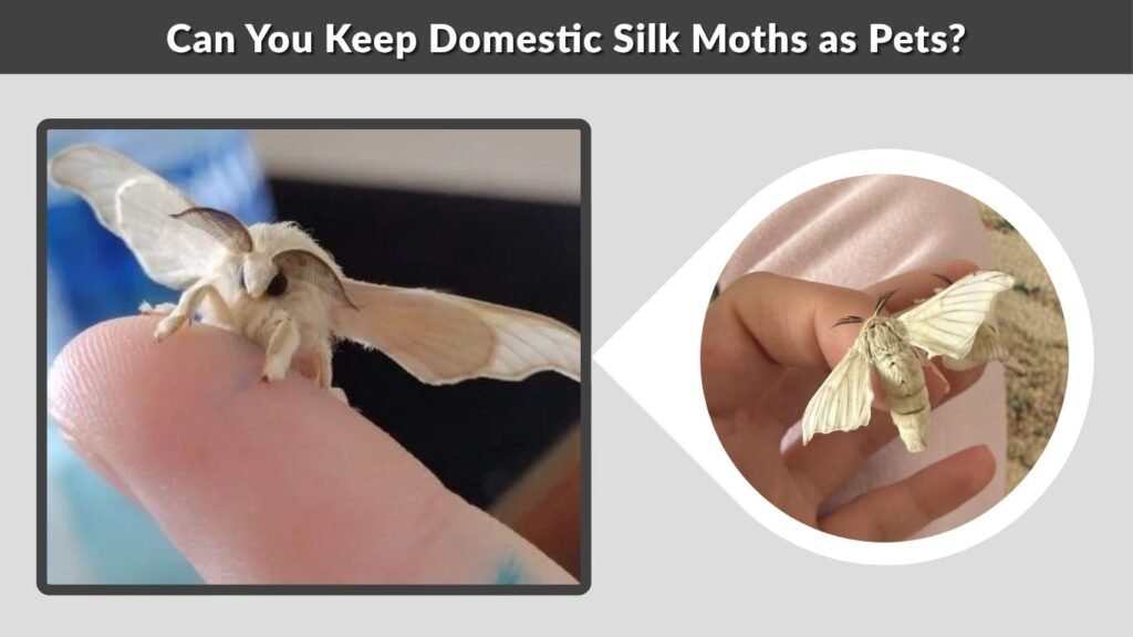Can You Keep Domestic Silk Moths as Pets?