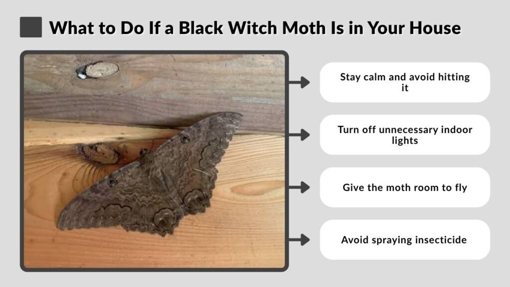 What to Do If a Black Witch Moth Is in Your House