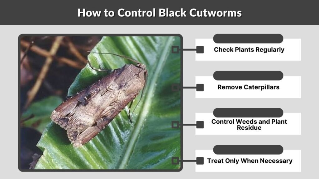 How to Control Black Cutworms
