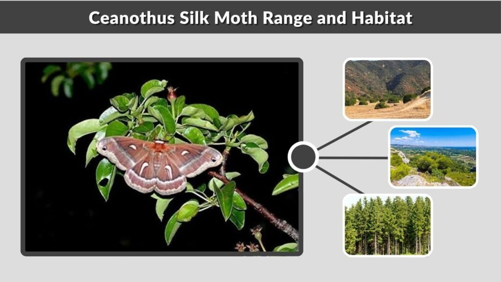 Ceanothus Silk Moth Range and Habitat