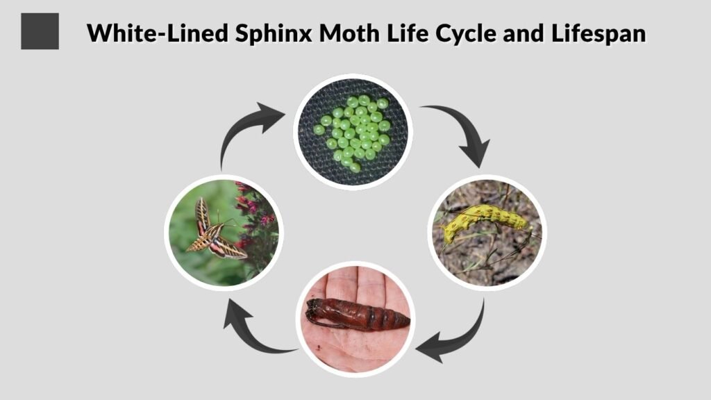 White-Lined Sphinx Moth Life Cycle and Lifespan