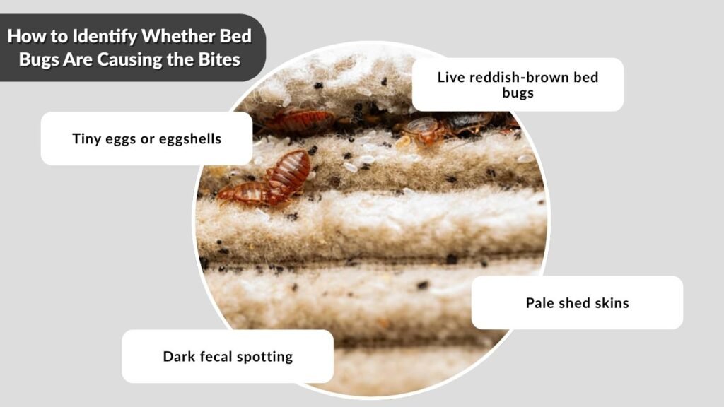 How to Identify Whether Bed Bugs Are Causing the Bites