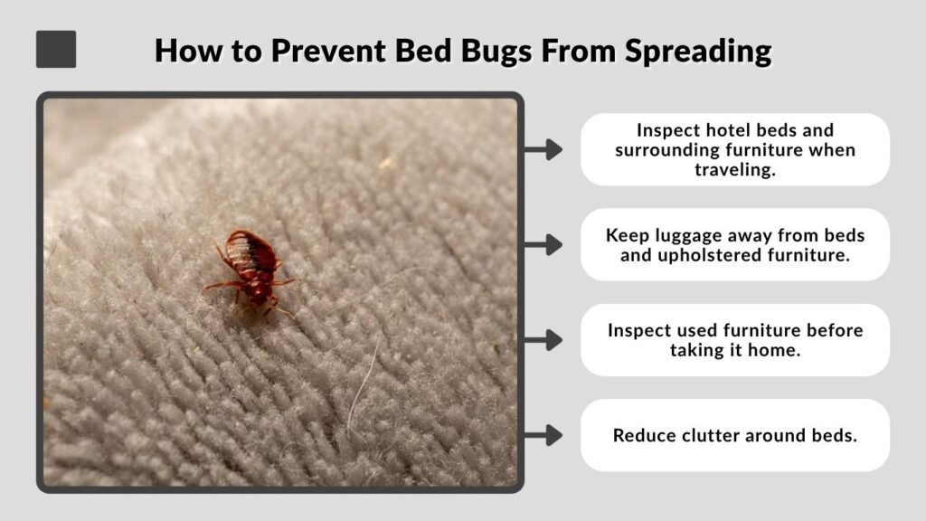 How to Prevent Bed Bugs From Spreading