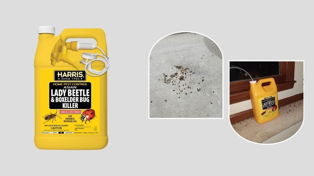 Harris Asian Lady Beetle Killer – Best for Targeted Lady Beetle Control