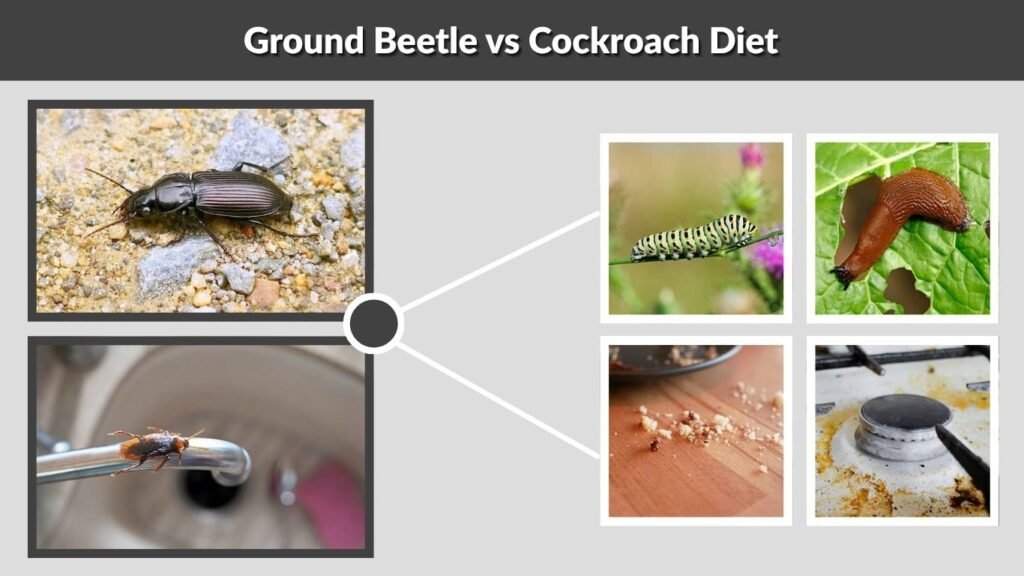 Ground Beetle vs Cockroach Diet