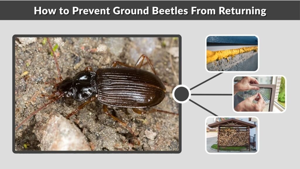 How to Prevent Ground Beetles From Returning