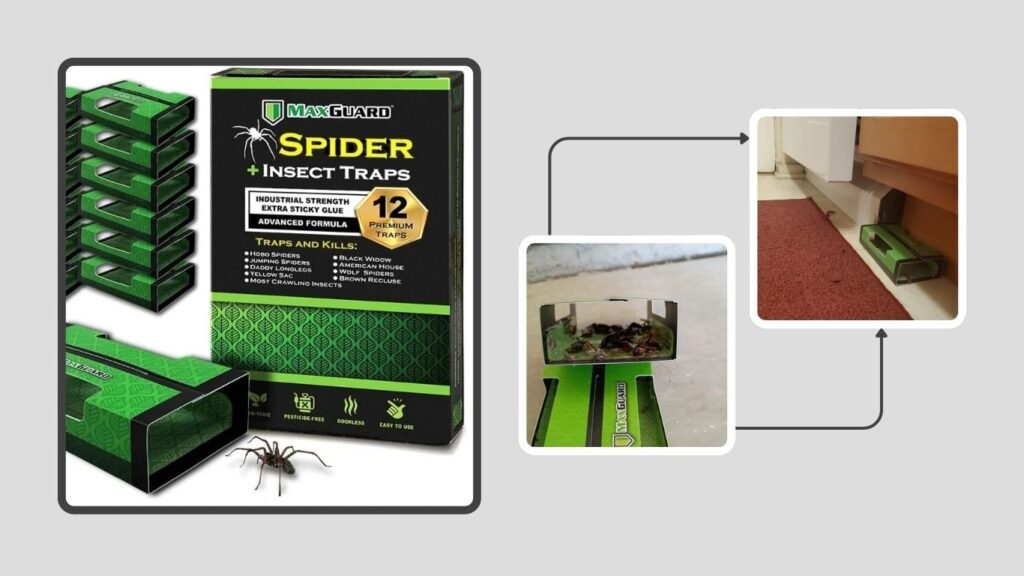 MaxGuard Spider + Insect Glue Traps