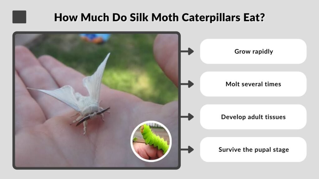 How Much Do Silk Moth Caterpillars Eat?