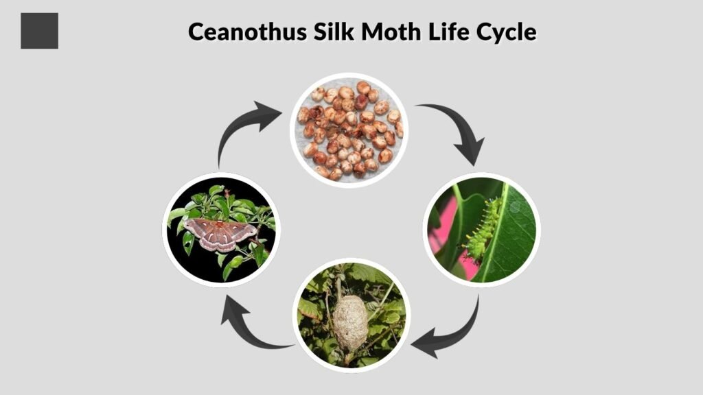 Ceanothus Silk Moth Life Cycle