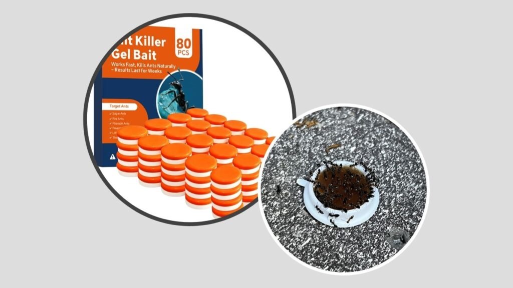 Long-Lasting Carpenter & Household Ant Traps