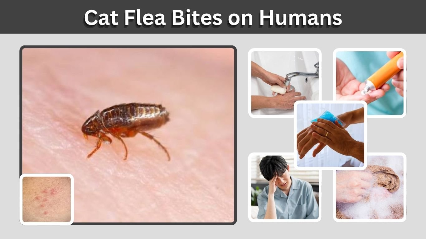 Cat Flea Bites on Humans: Symptoms, Treatment & Care