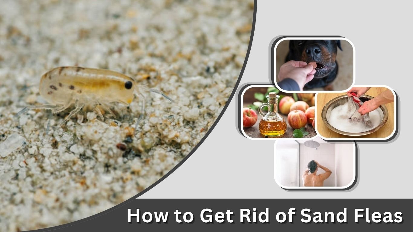 How to Get Rid of Sand Fleas: Home, Yard & Pets