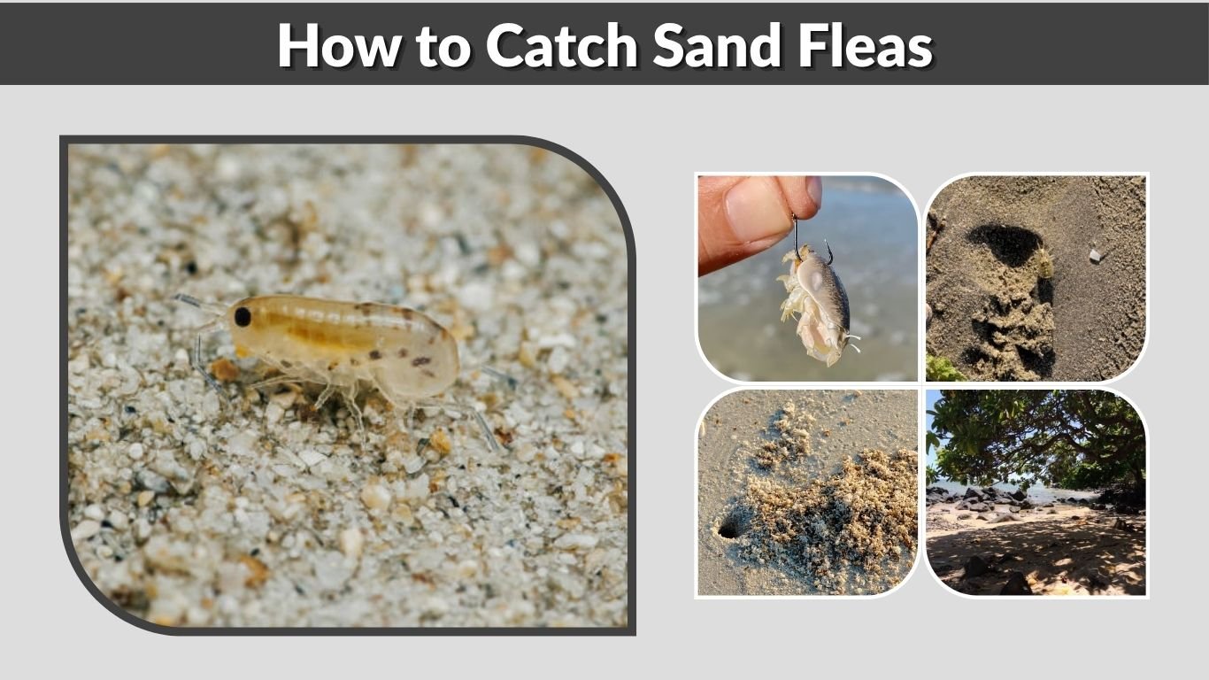 How to Catch Sand Fleas: Best Time, Rake & Bait Tips