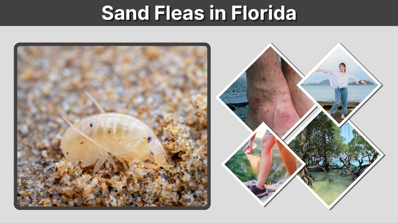 Sand Fleas in Florida: Bites, Season & Fishing Guide