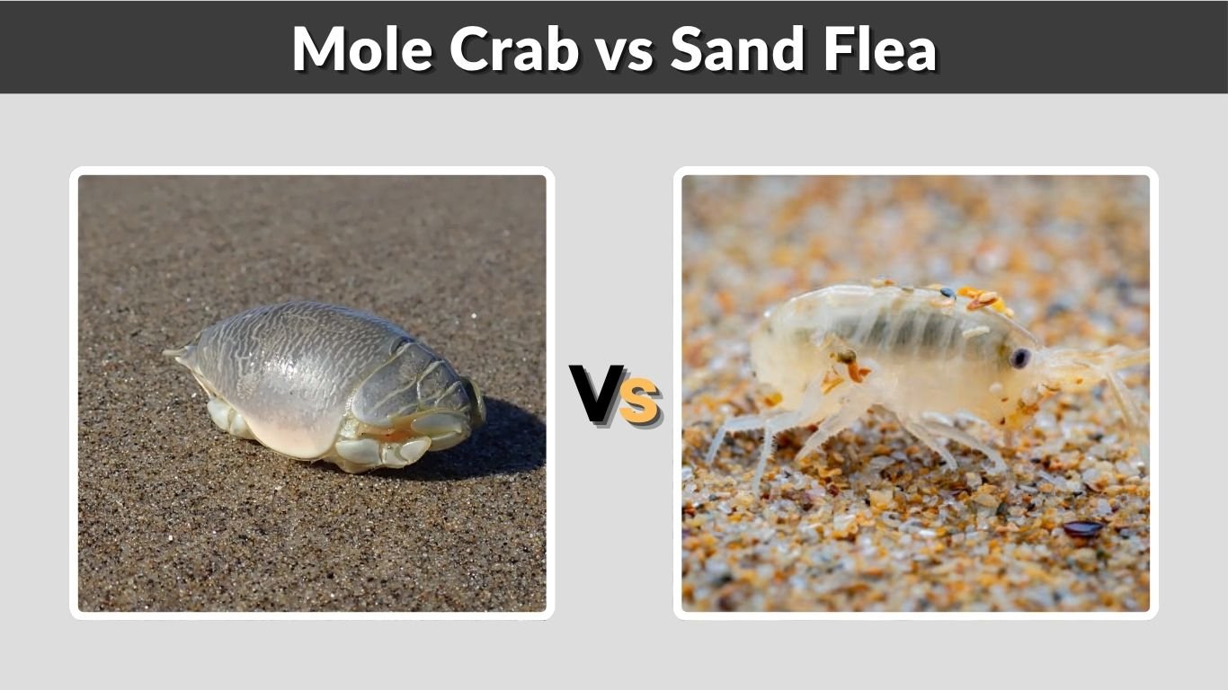 Mole Crab vs Sand Flea: Differences, Bites & ID