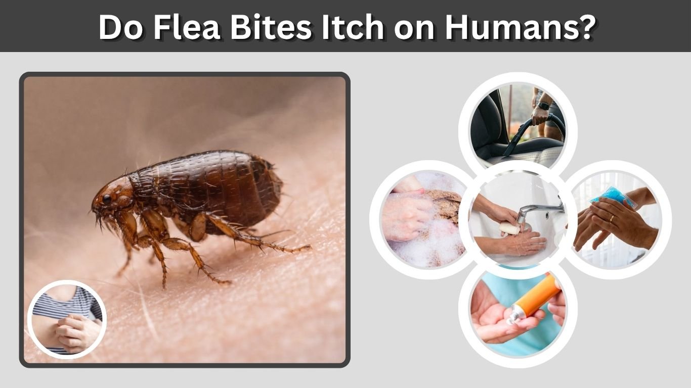Do Flea Bites Itch on Humans? Causes and Itch Relief