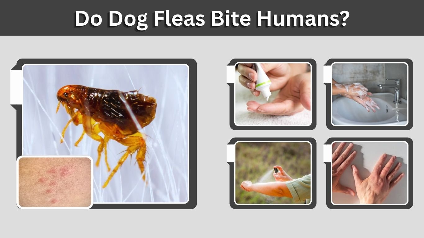 Do Dog Fleas Bite Humans? Signs, Risks & Prevention