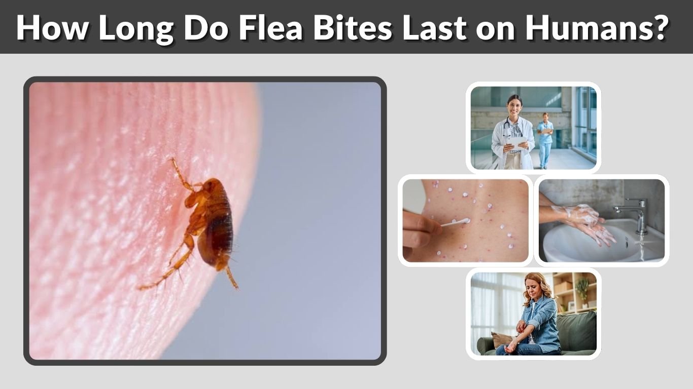 How Long Do Flea Bites Last on Humans? Healing Timeline