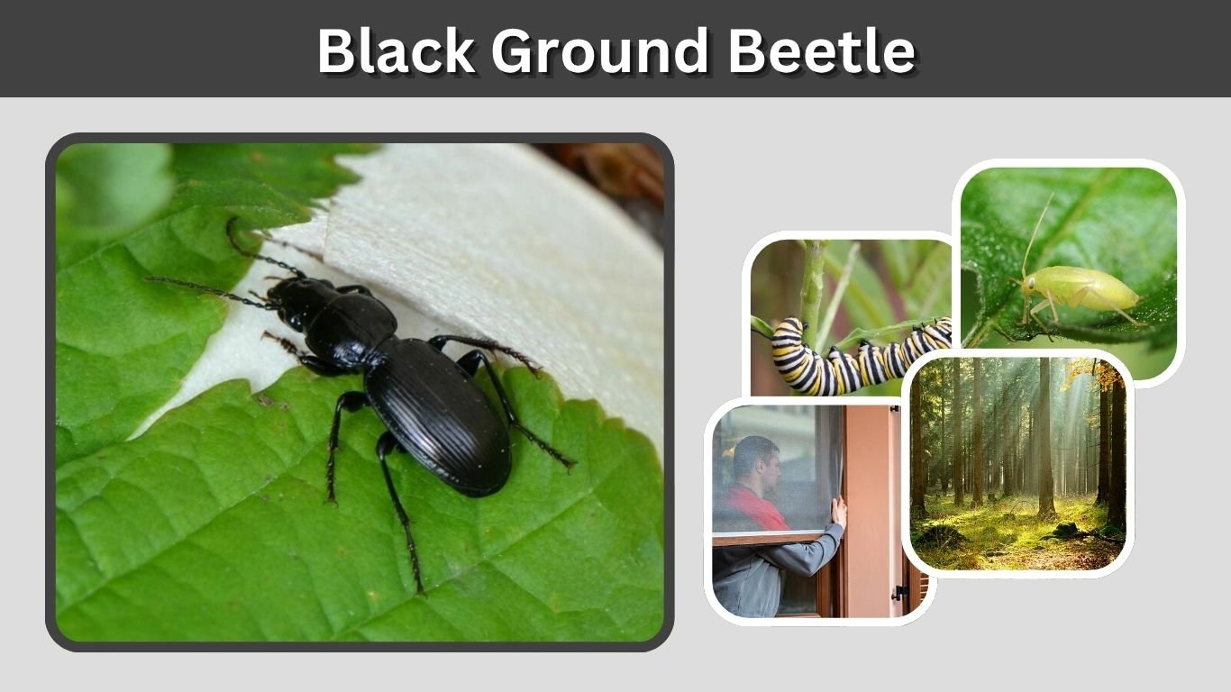 Black Ground Beetle: Identification, Habitat, and Control