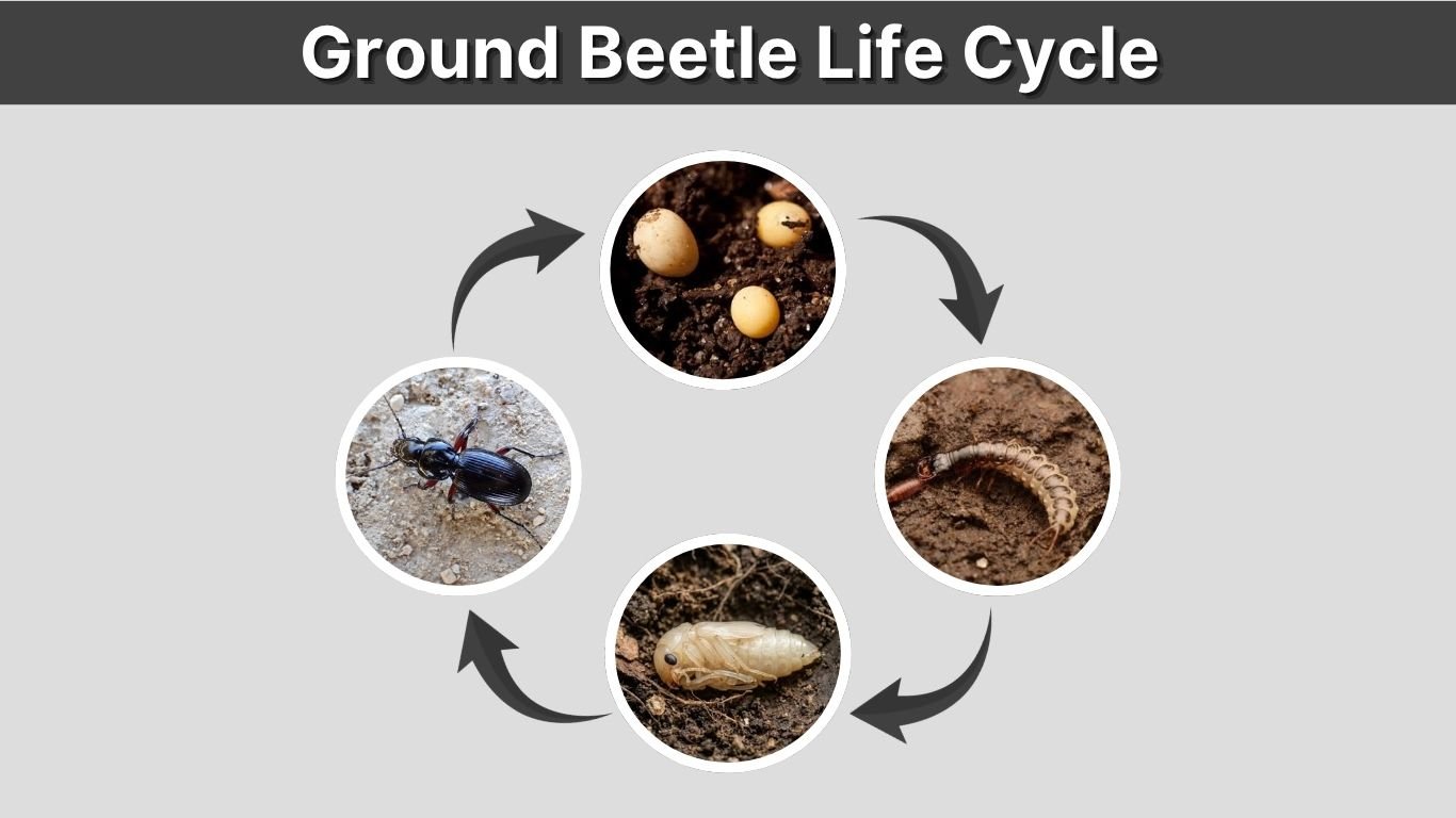 Ground Beetle Life Cycle: Eggs, Larvae, Pupae & Adults