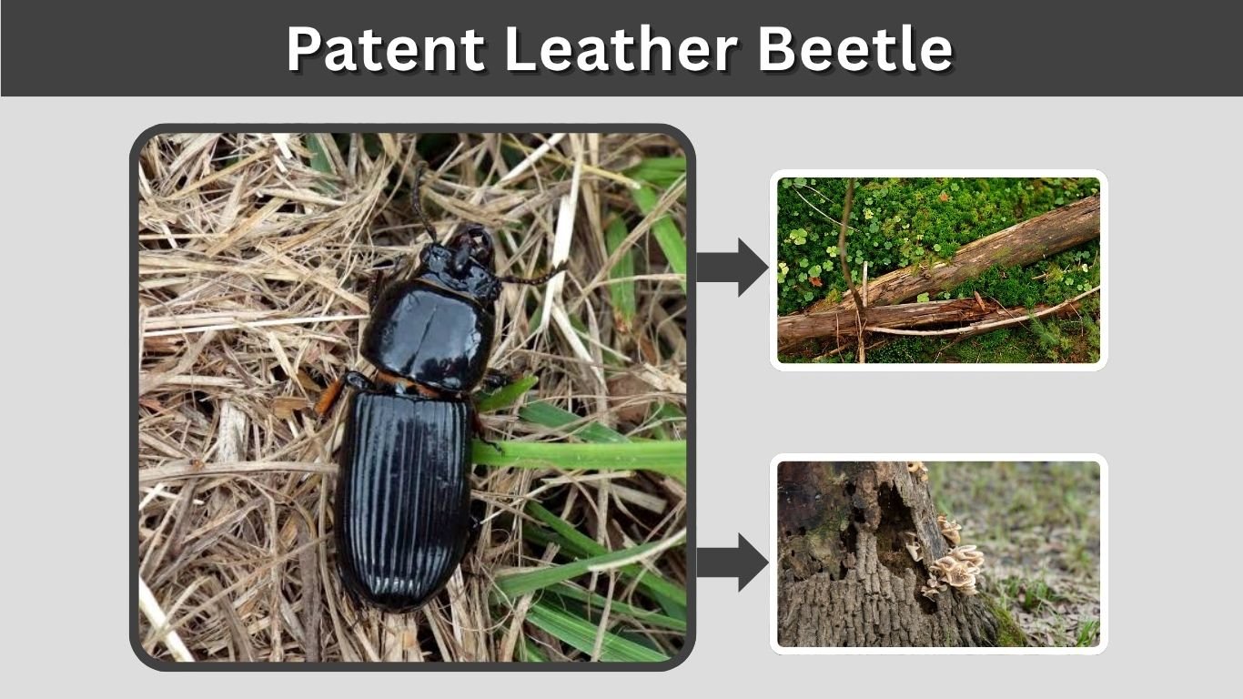 Patent Leather Beetle: Identification, Bites, Habitat & Facts