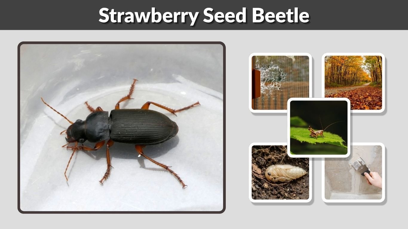 Strawberry Seed Beetle: Identification, Bites, Damage & Control