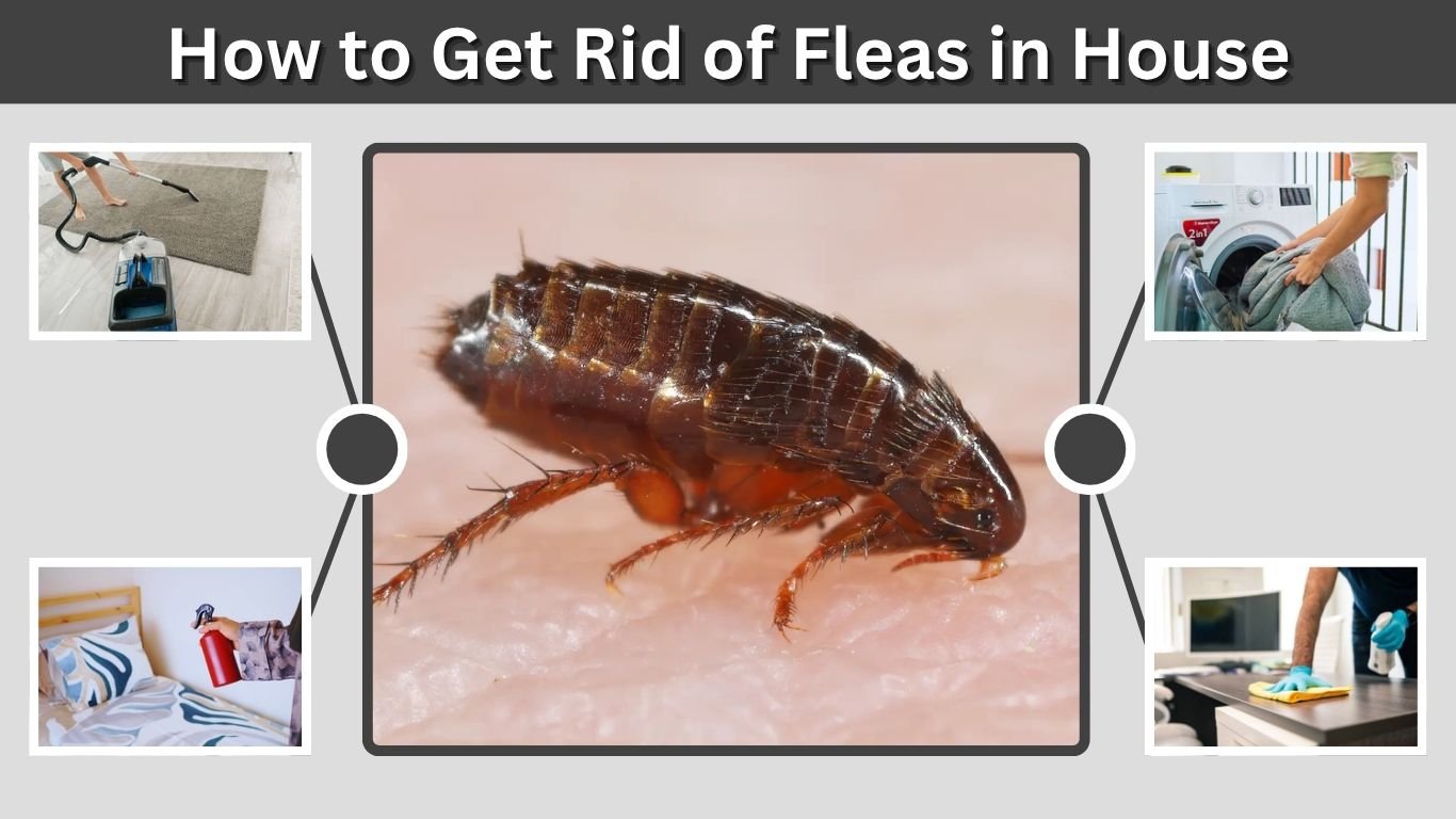 How to Get Rid of Fleas in House: Fast & Effective