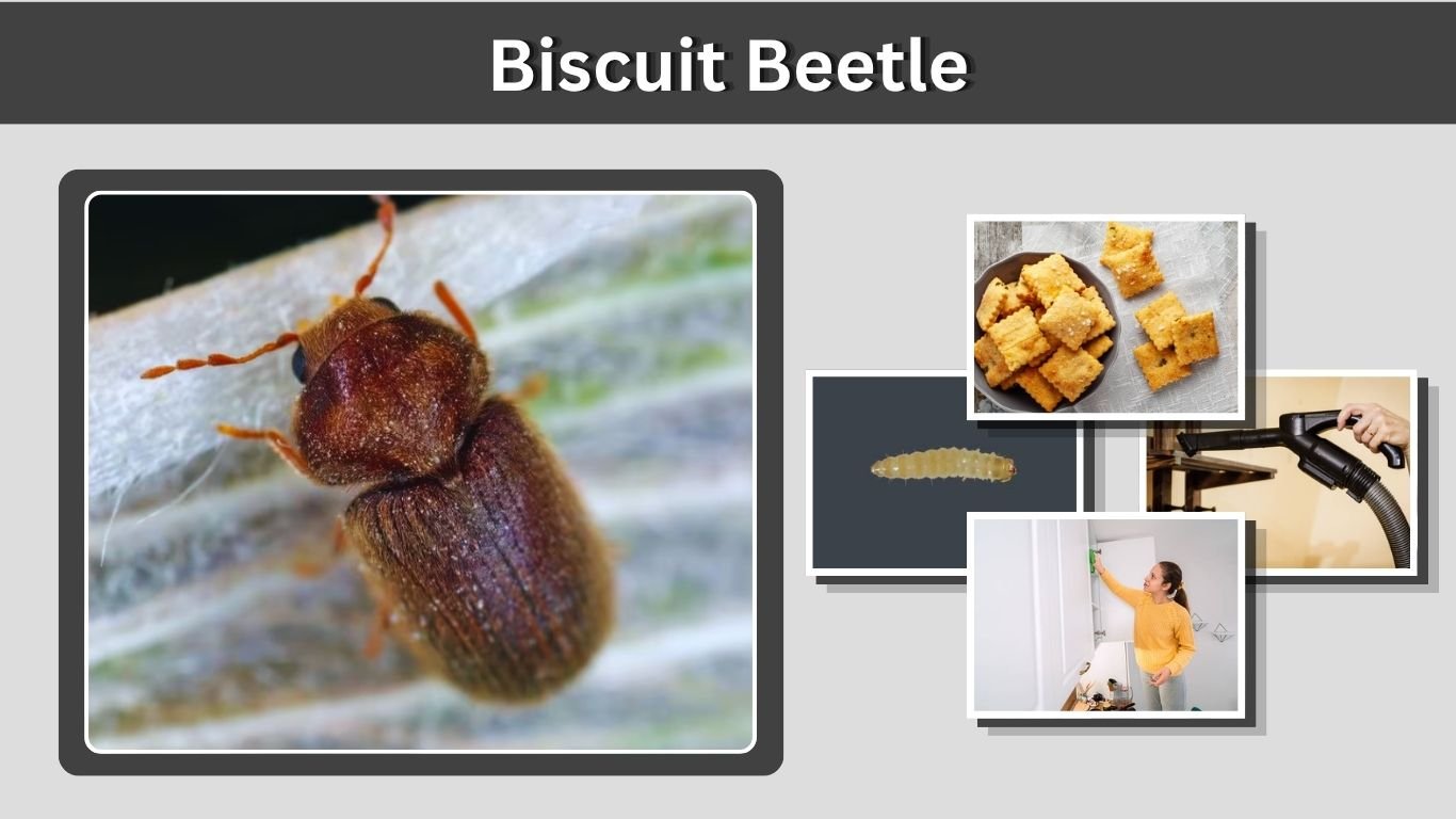 Biscuit Beetle: Identification, Bites & How to Get Rid
