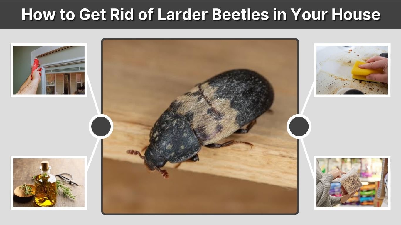 How to Get Rid of Larder Beetles in Your House