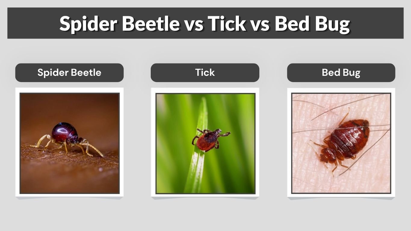 Spider Beetle vs Tick vs Bed Bug: Key Differences