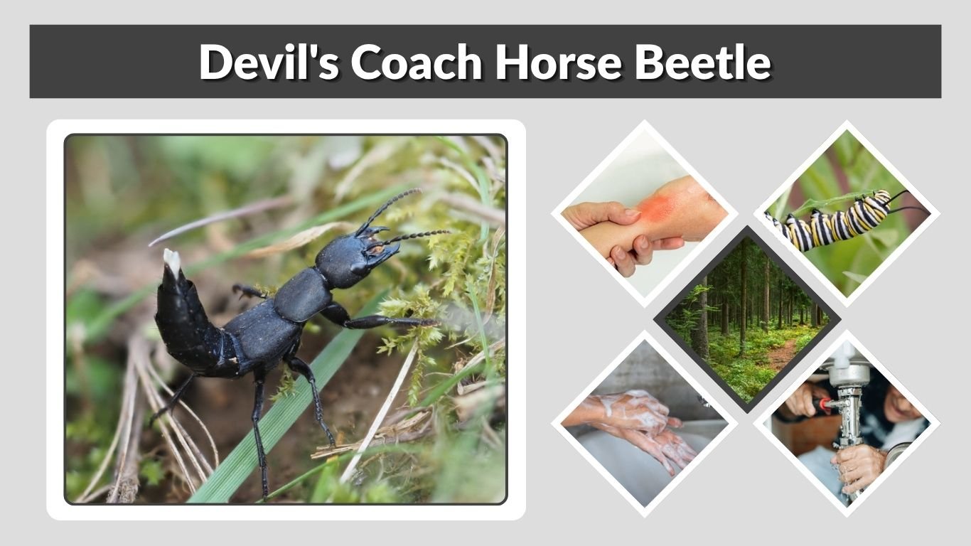 Devil’s Coach Horse Beetle: Identification, Bite & Facts