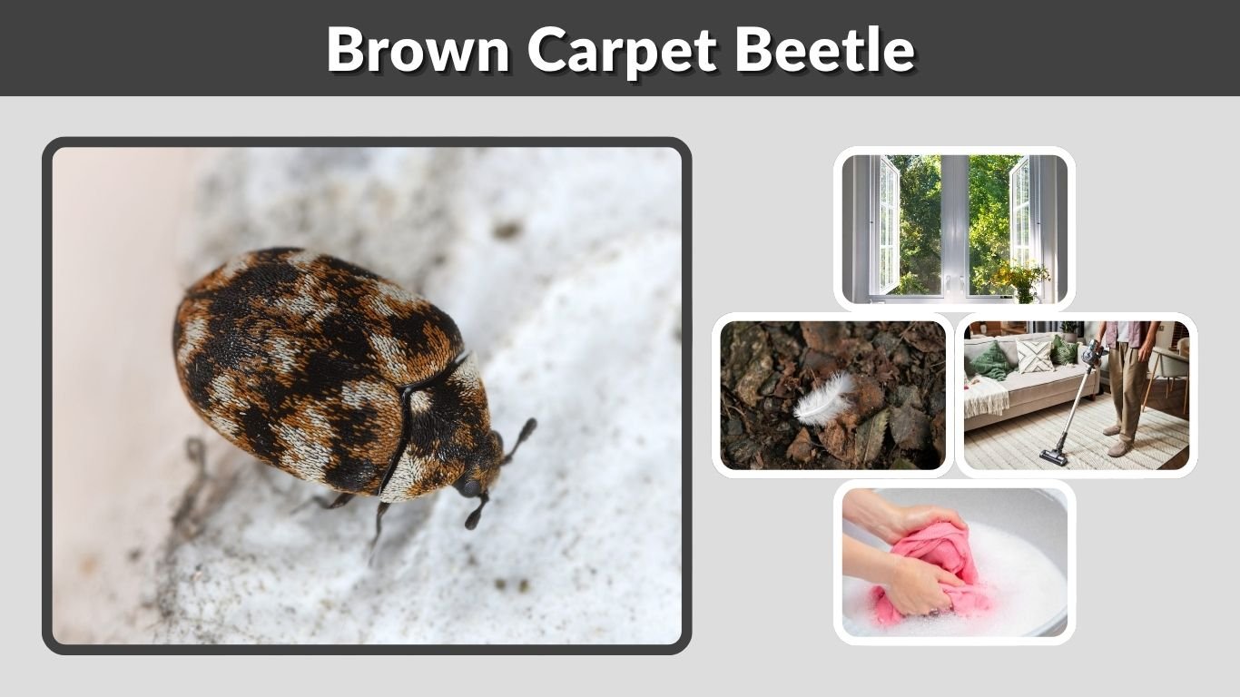 Brown Carpet Beetle: Identification, Larvae & Removal