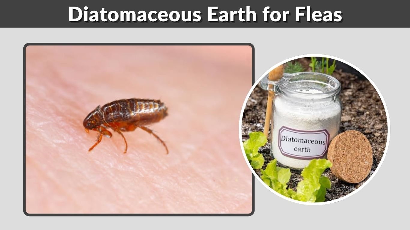 Diatomaceous Earth for Fleas: Does It Really Work?