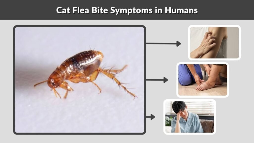 Cat Flea Bite Symptoms in Humans