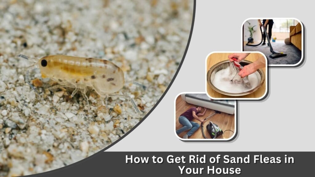 How to Get Rid of Sand Fleas in Your House