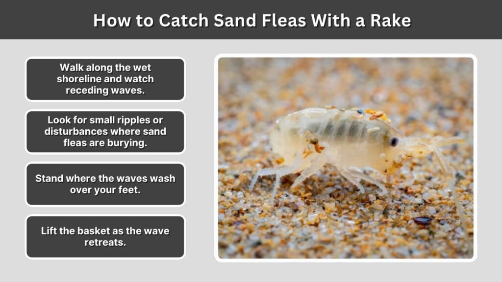 How to Catch Sand Fleas With a Rake