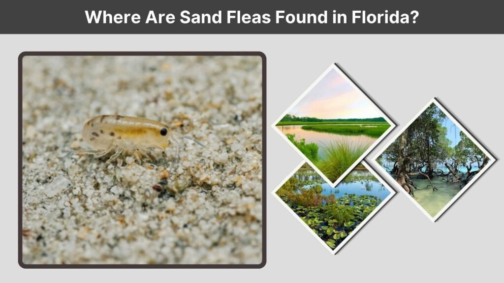 Where Are Sand Fleas Found in Florida?