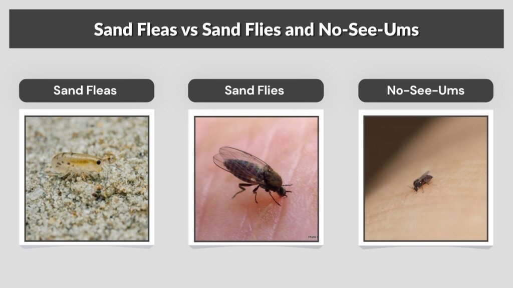 Sand Fleas vs Sand Flies and No-See-Ums
